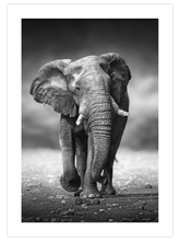 Siyah Beyaz Fil - Art Print